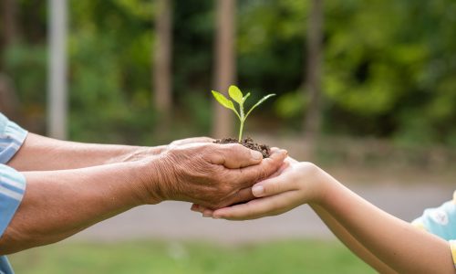 A small tree growing with soil forwarded or delivered between the hands of the elderly and children with the green forest background. Showed the care for the environment with sustainable development.
